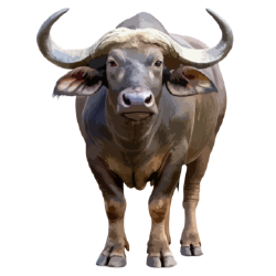 National Animal Image